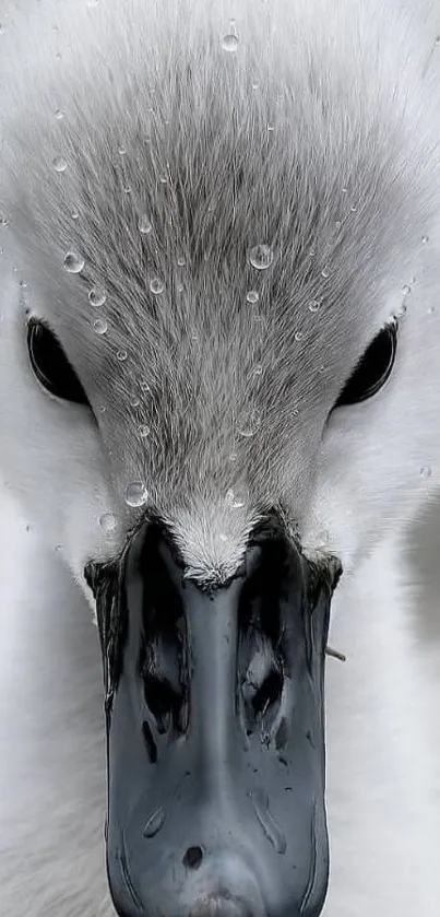 Close-up of a baby swan with water droplets on feathers.