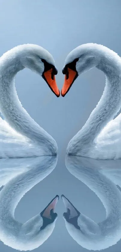 Two swans forming a heart with their necks, reflected in the water.