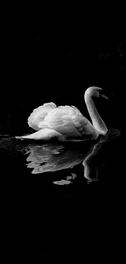 White swan gliding on dark reflective water.