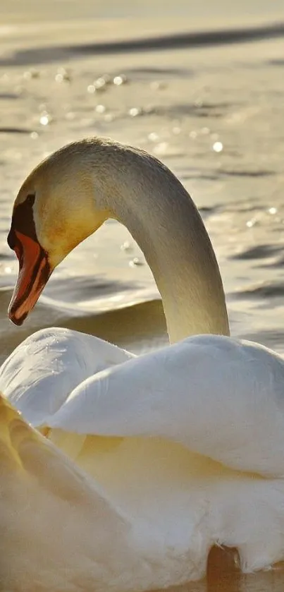 Swan gracefully floats in golden light on tranquil waters.