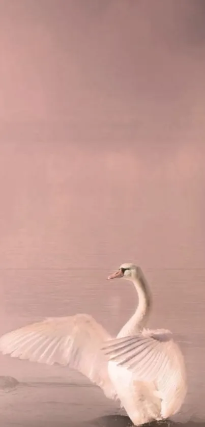 Elegant swan stretching its wings in a misty setting.