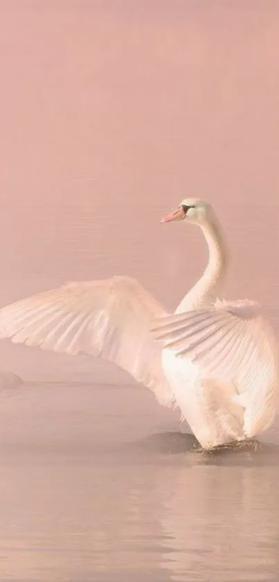 Elegant swan in a soft pink mist on tranquil water.