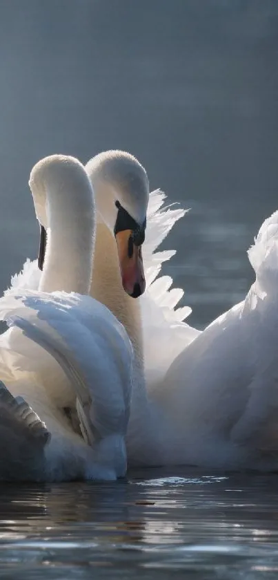 Two elegant swans glide gracefully on a serene lake.