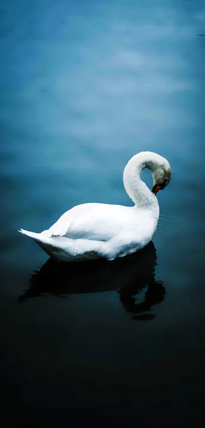 A serene white swan floating on calm dark blue waters.