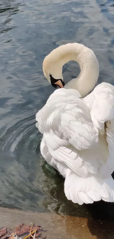 A graceful swan floating on tranquil blue water.