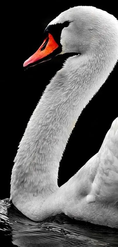 Graceful swan on black background, highlighting elegance and contrast.