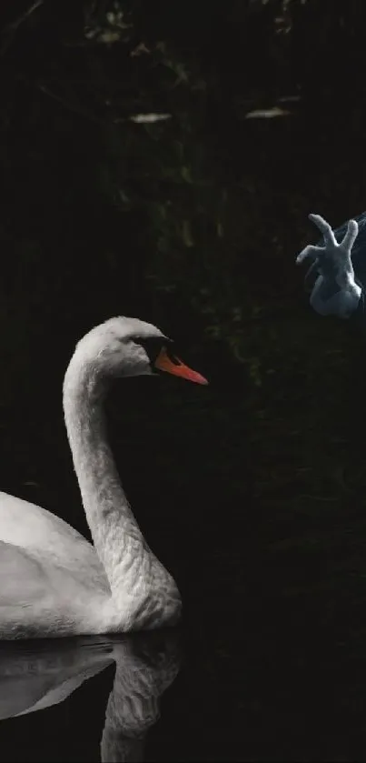 White swan gracefully floats on dark water, reflecting its elegant form.