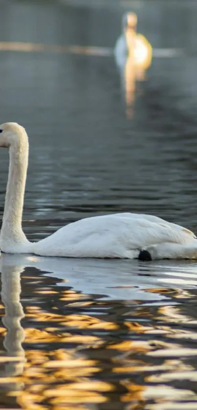 Elegant swan gliding on a golden-reflective lake at dusk.