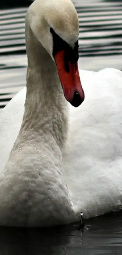 Elegant swan gliding on reflective water.