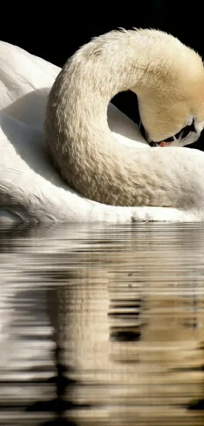 Elegant swan gracefully resting on reflective water surface.