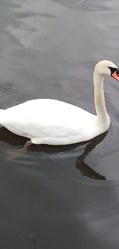 Serene wallpaper featuring a swan on a lake with gray reflections.