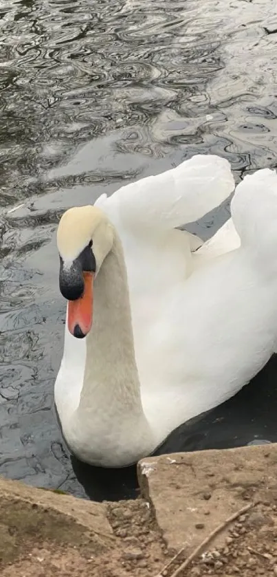 Elegant white swan gliding on a serene lake.