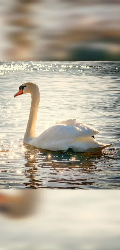 Graceful swan gliding on sparkling, blue-gray water at sunset.