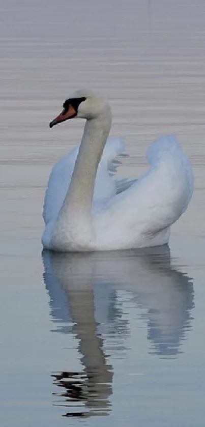 Elegant swan gracefully swimming on a tranquil lake, reflecting in calm waters.