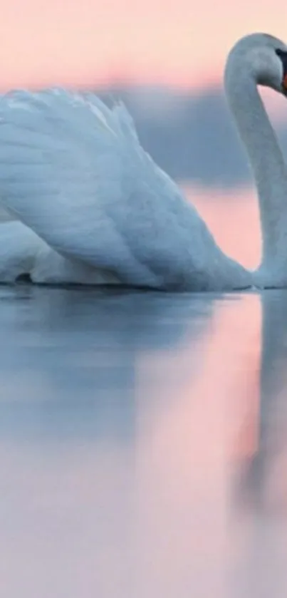 Swan gliding on calm water at sunset.