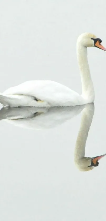 Elegant swan with reflection on calm lake