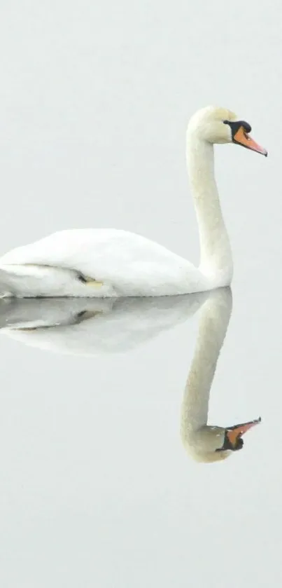 Elegant swan gracefully reflected on calm water surface.