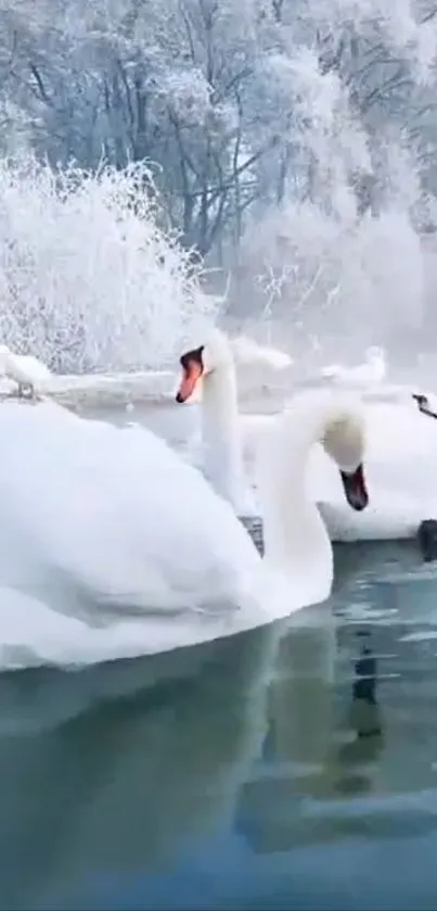 Swans gliding on a calm winter lake with a snowy backdrop.