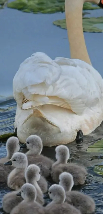 Swan with cygnets gliding on a pond, surrounded by lily pads.