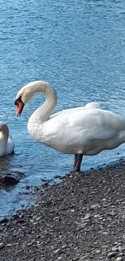 Two swans by a tranquil lake, with blue water.