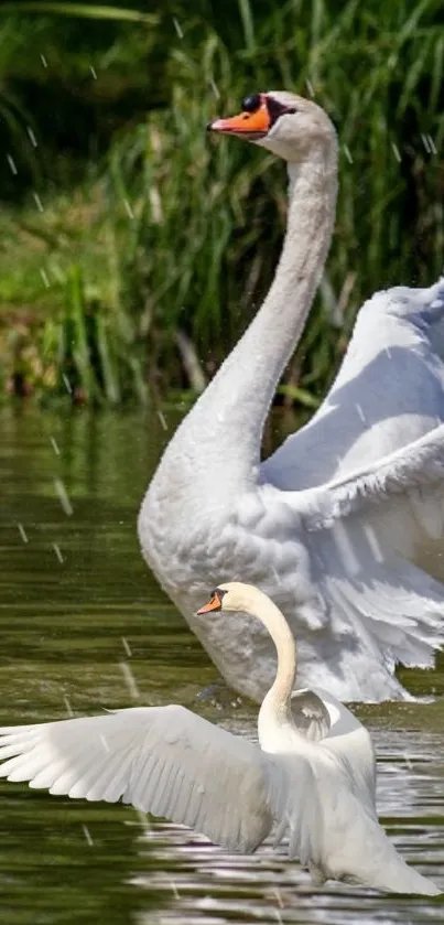 Two swans displaying elegance by a lush, green pond.