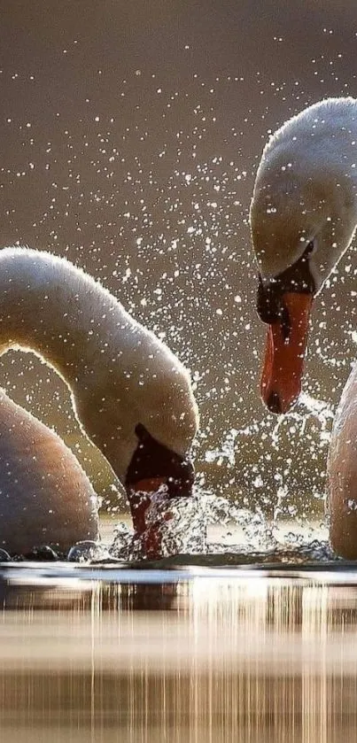 Two elegant swans interacting in shimmering water.