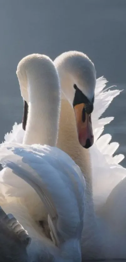 Two elegant swans on a misty lake.