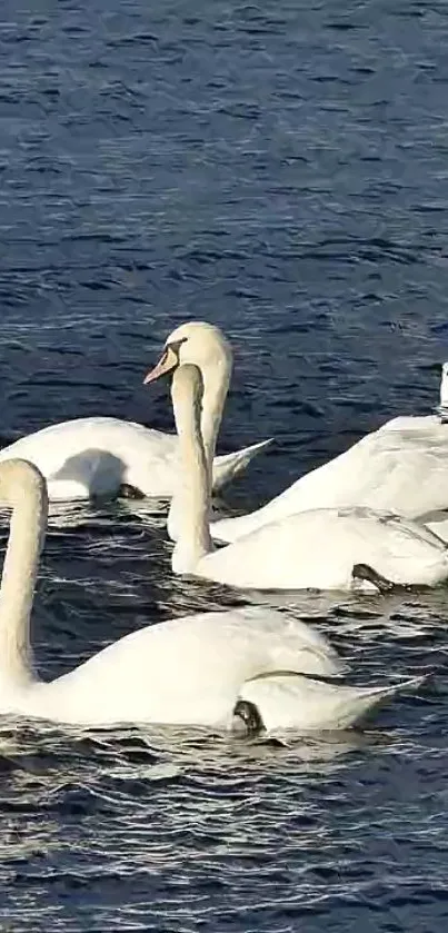 Graceful swans glide on calm blue water background.