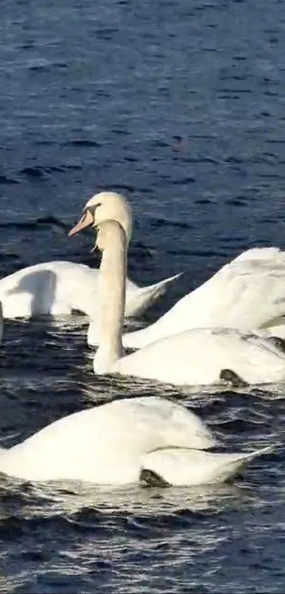 Swans glide gracefully over tranquil blue waters, creating a serene wallpaper scene.