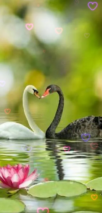 White and black swans on a peaceful lake with a pink lotus flower.