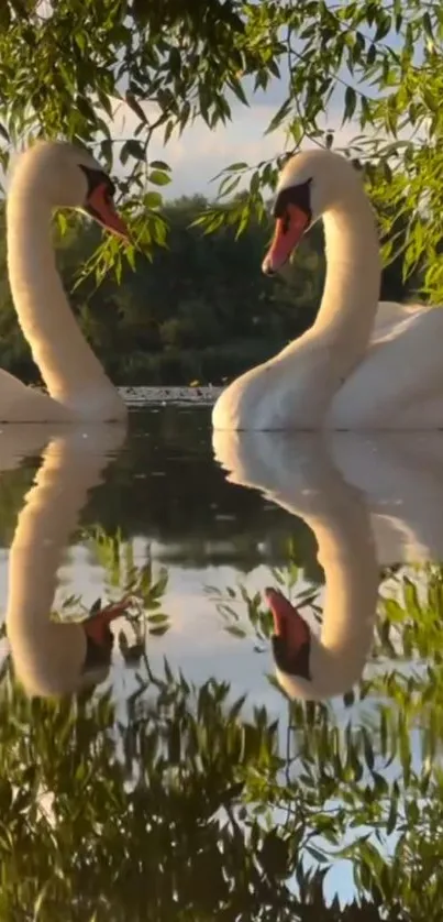 Two swans mirrored on a calm lake with lush trees.