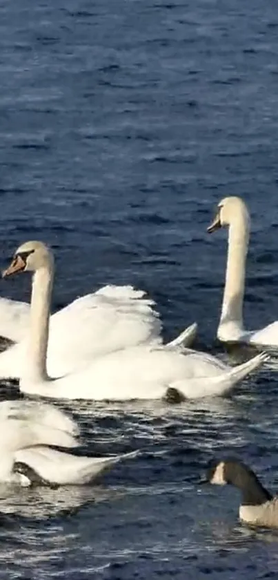 Swans gliding elegantly on blue water surface.