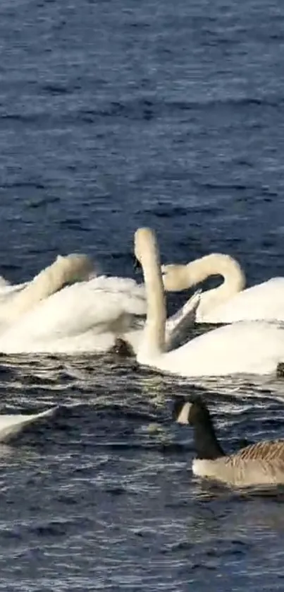 Elegant swans gracefully swim on a serene blue lake.