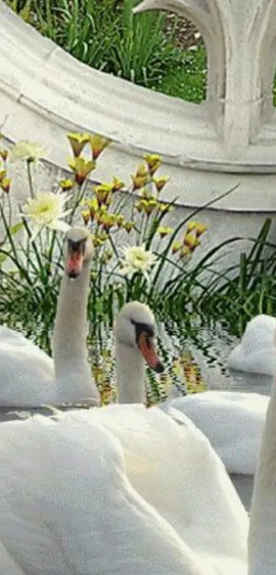 Elegant swans gliding on a serene lake.