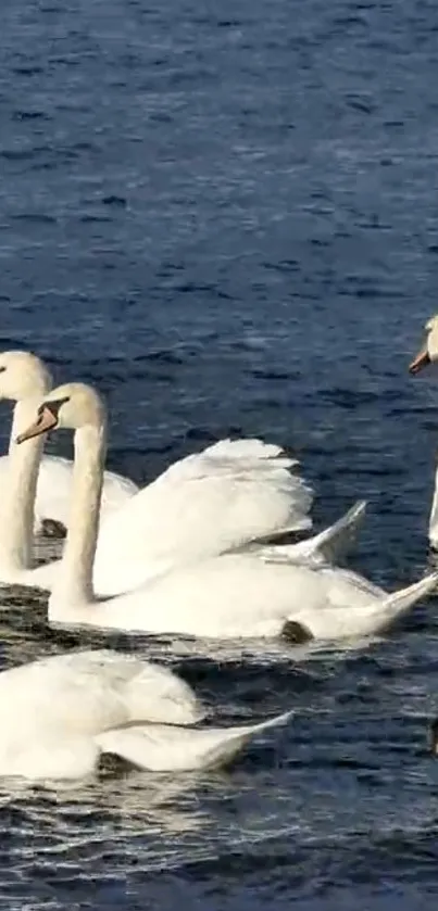 Swans swimming on a calm blue lake.