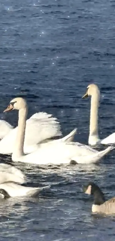 Elegant swans gracefully swimming on a serene blue lake.