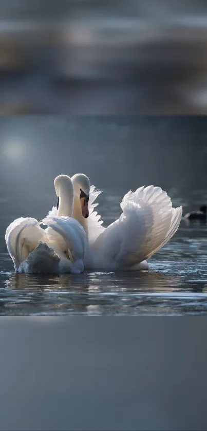 Elegant swans gracefully floating on a serene lake.