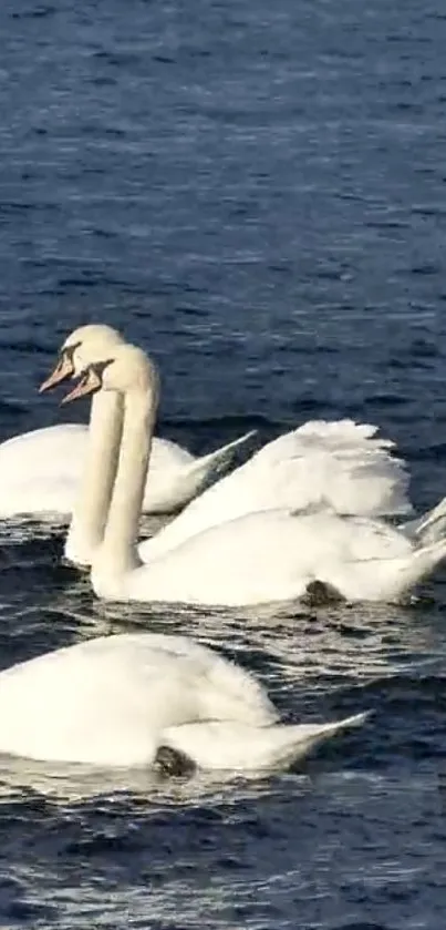 Elegant white swans gracefully swimming in calm, deep blue water.