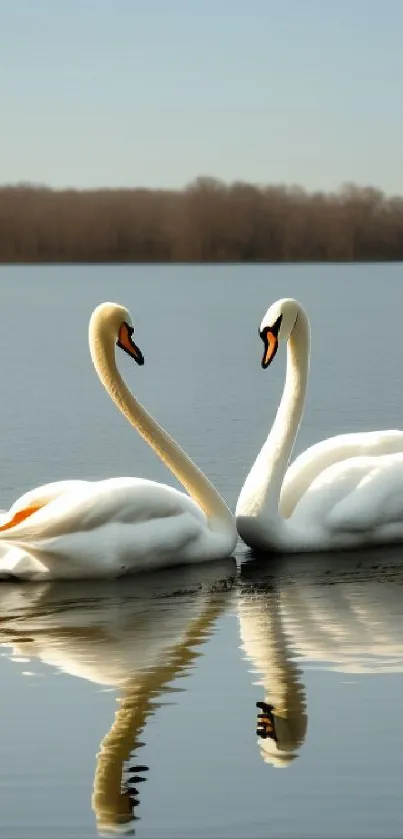 Two elegant swans reflect on a calm lake under a clear sky.