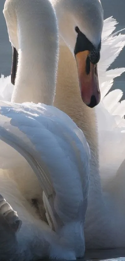 Two graceful swans glide on a calm, blue lake under soft light.