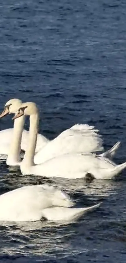 Swans gracefully swim on a calm blue lake, ideal for a serene mobile wallpaper.