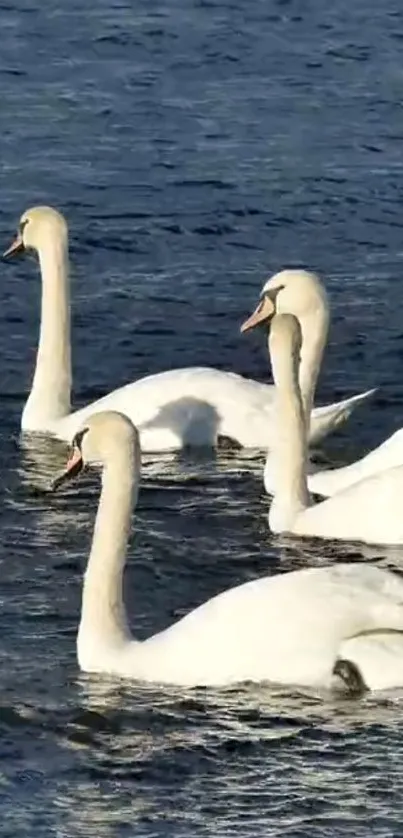 Elegant swans gracefully swimming in tranquil blue waters.