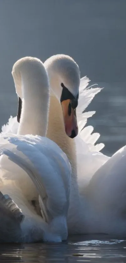 Elegant swans gracefully float on water.