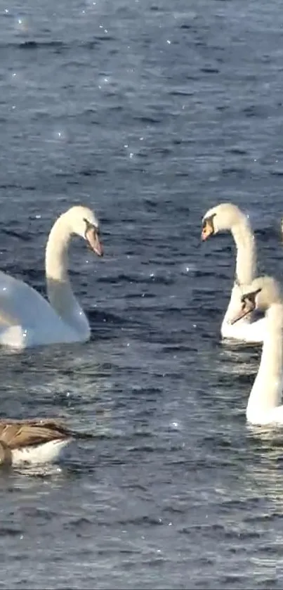 A group of elegant swans swimming on peaceful blue water.