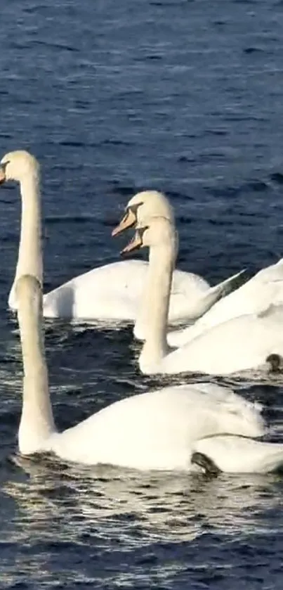 Elegant swans glide gracefully on calm blue waters.