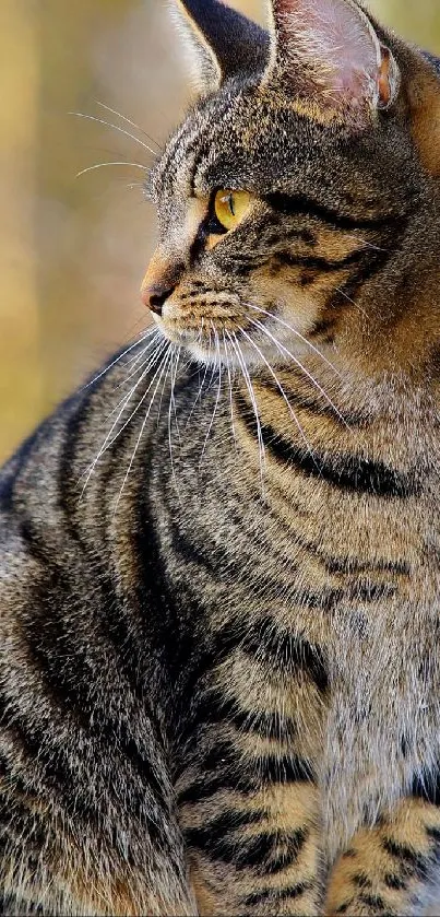 Elegant tabby cat against soft-focused natural background.