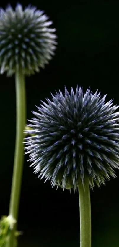 Thistle flowers against a dark green background