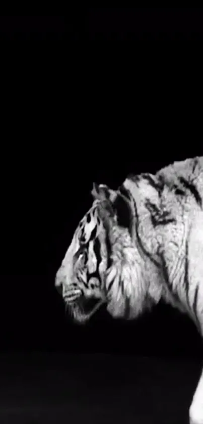 Black and white tiger on a dark background wallpaper.