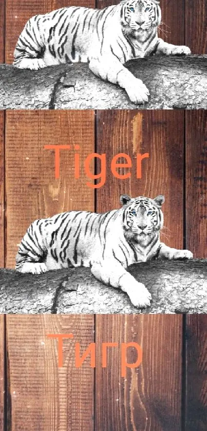 Tiger resting on wooden background in wallpaper.