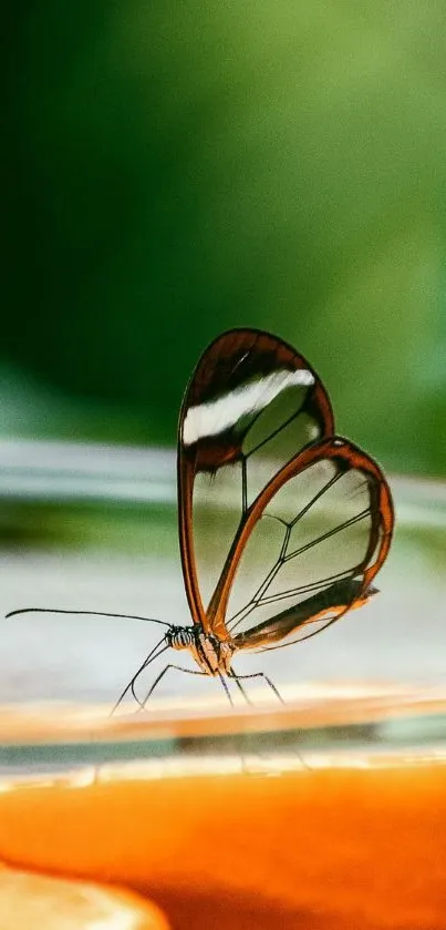 Transparent butterfly on amber and green background.